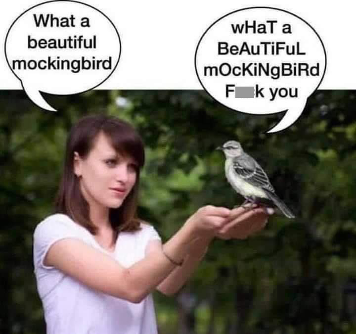 daily dose of randoms - beautiful mockingbird meme - What a beautiful mockingbird wHaT a Beautiful mOcKiNgBiRd Fk you
