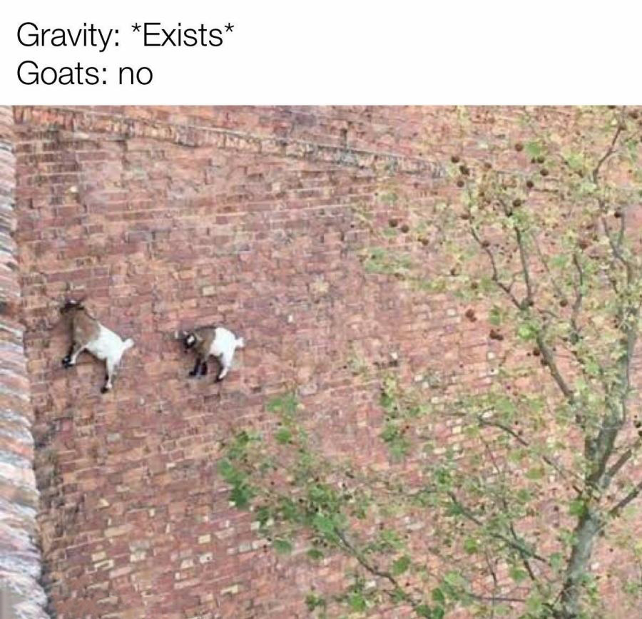 funny memes  - gravity exists goats - Gravity Exists Goats no