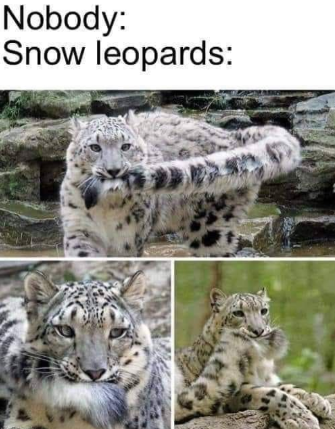 daily dose of randoms - snow leopard meme - Nobody Snow leopards