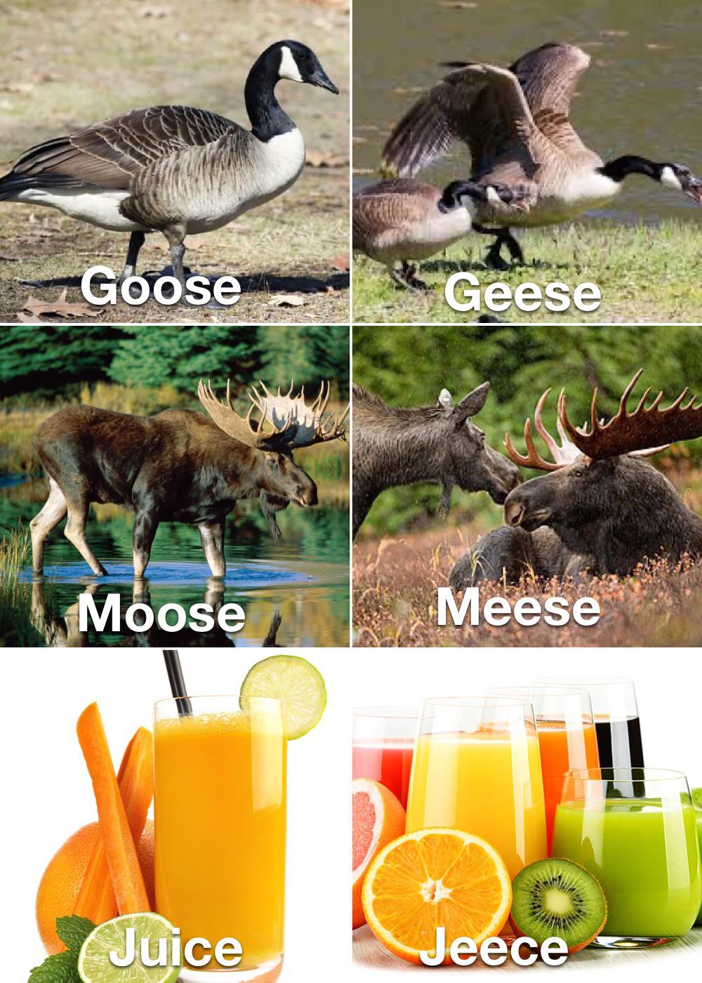 fauna - Goose Moose Juice Geese Was Meese Jeece