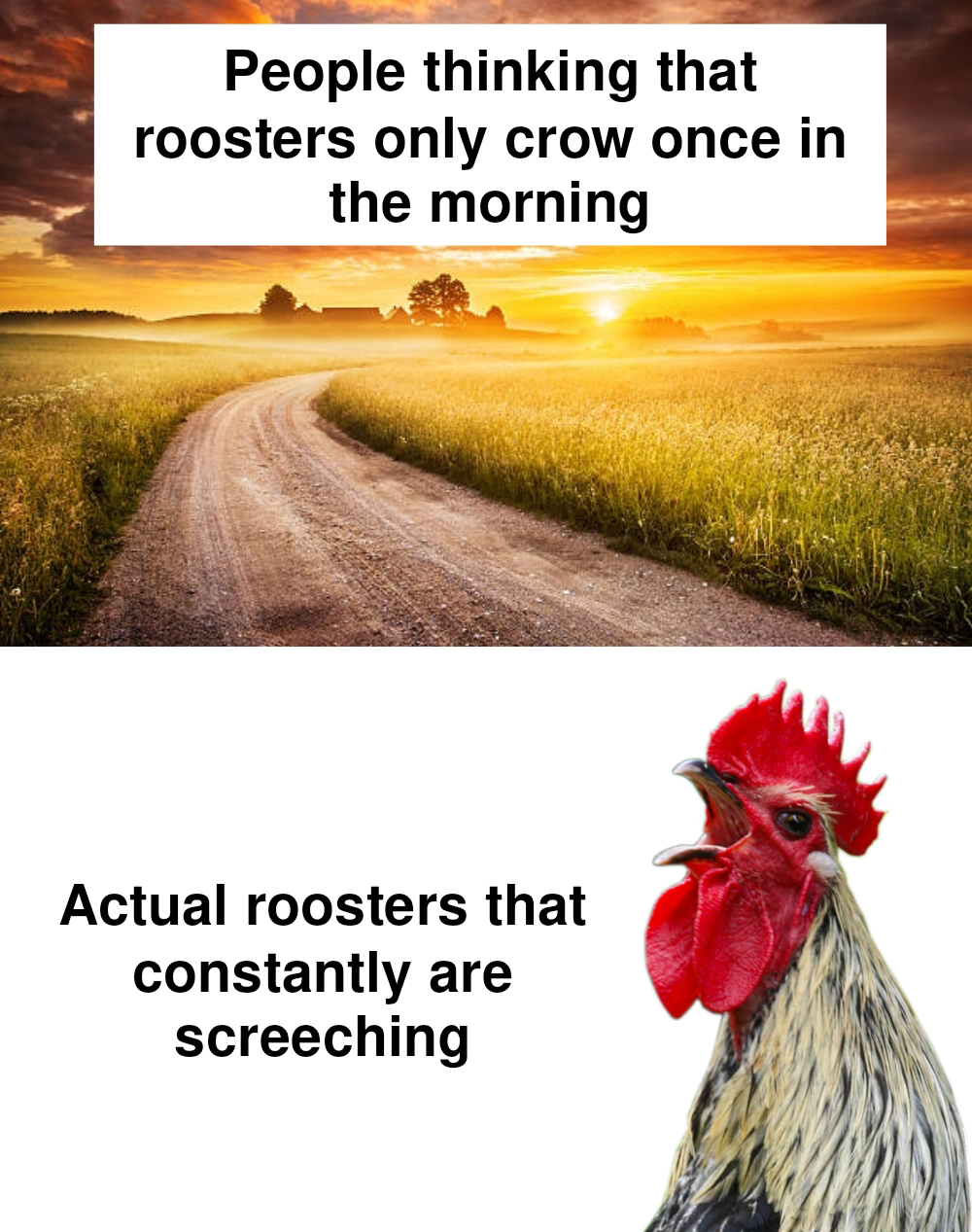 daily dose of randoms - photo caption - People thinking that roosters only crow once in the morning Actual roosters that constantly are screeching