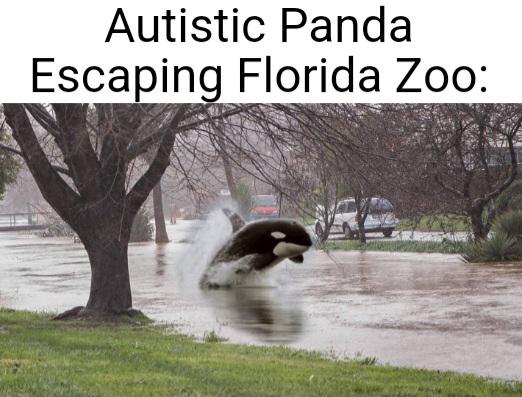daily dose of pics - fauna - Autistic Panda Escaping Florida Zoo