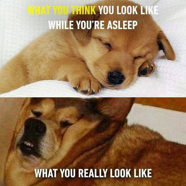 dank memes - cute expectation vs reality - What You Think You Look While You'Re Asleep What You Really Look