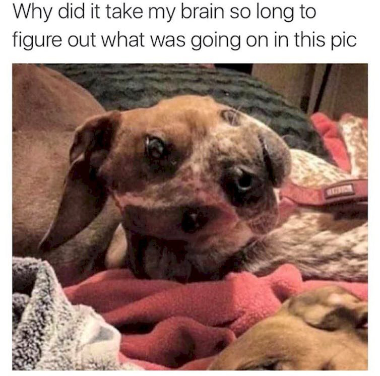 dank memes - spoiled dog meme - Why did it take my brain so long to figure out what was going on in this pic