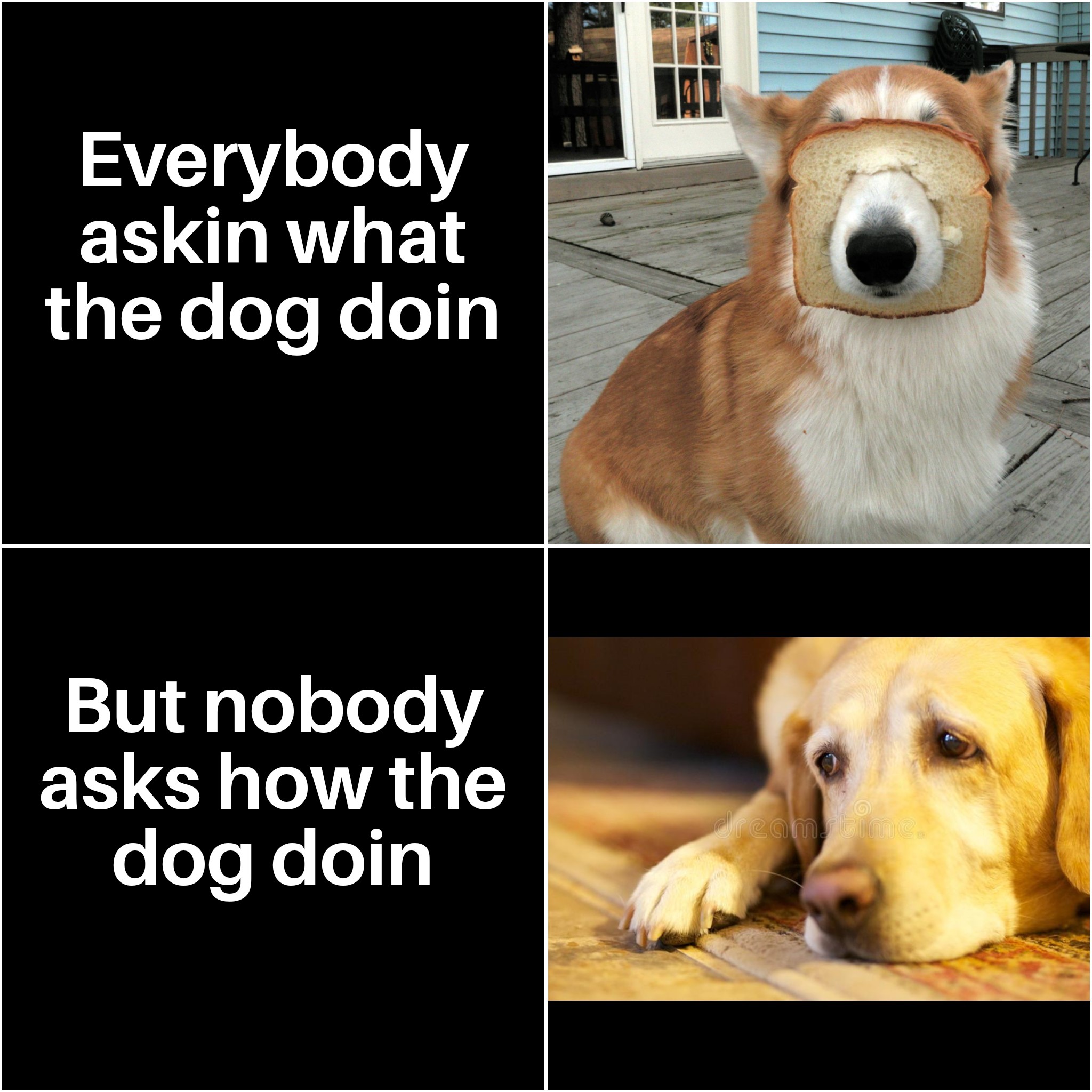 daily dose of memes - Dog - Everybody askin what the dog doin But nobody asks how the dog doin