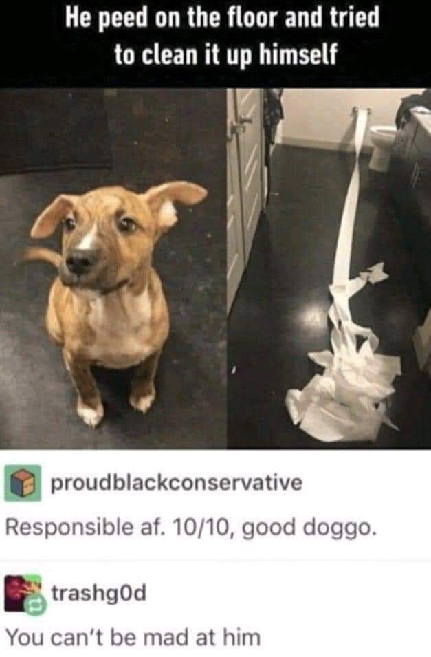dank memes and funny pics - Meme - He peed on the floor and tried to clean it up himself proudblackconservative Responsible af. 1010, good doggo. trashgOd You can't be mad at him