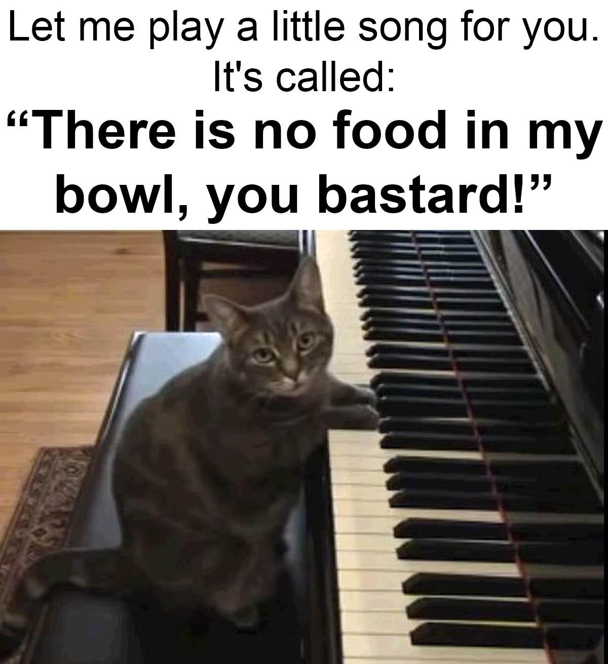 funny memes - photo caption - Let me play a little song for you. It's called "There is no food in my bowl, you bastard!"