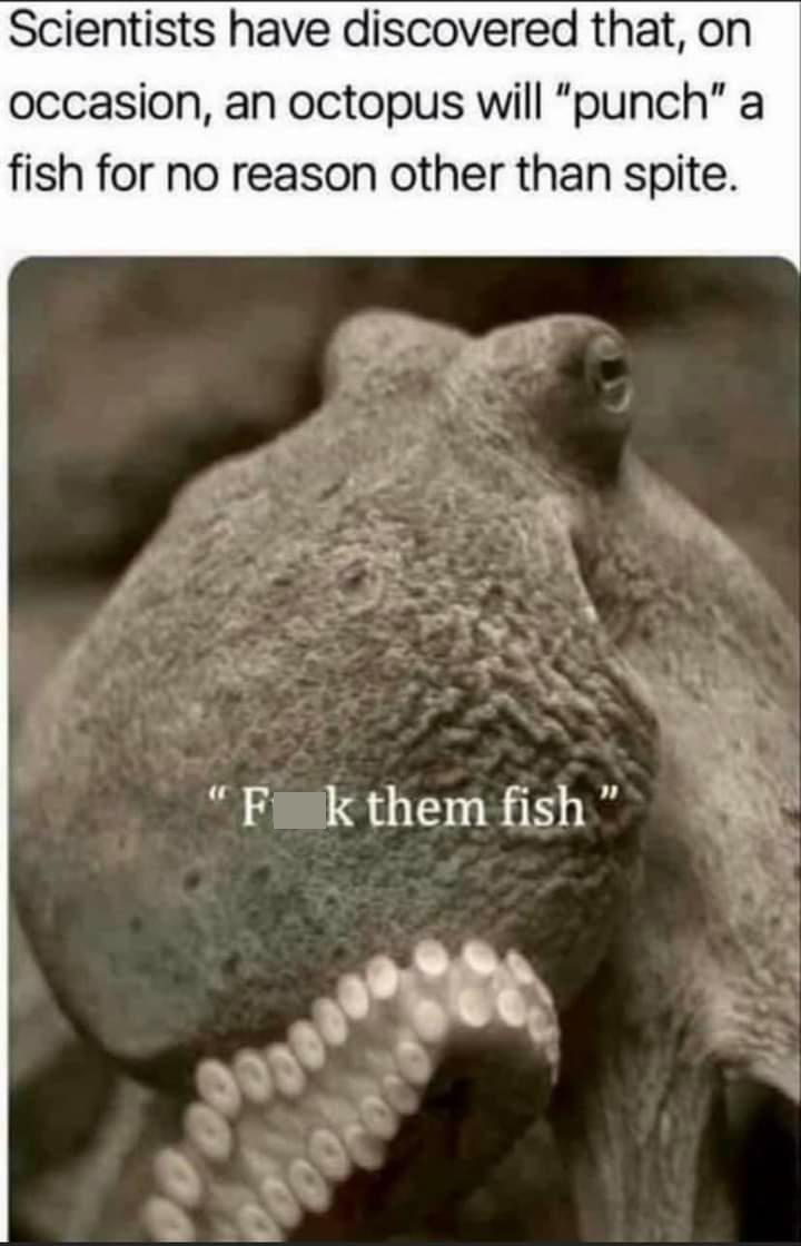 funny pics and memes - scientists have discovered that on occasion an octopus will punch a fish - Scientists have discovered that, on occasion, an octopus will "punch" a fish for no reason other than spite. "Fk them fish" 6000200