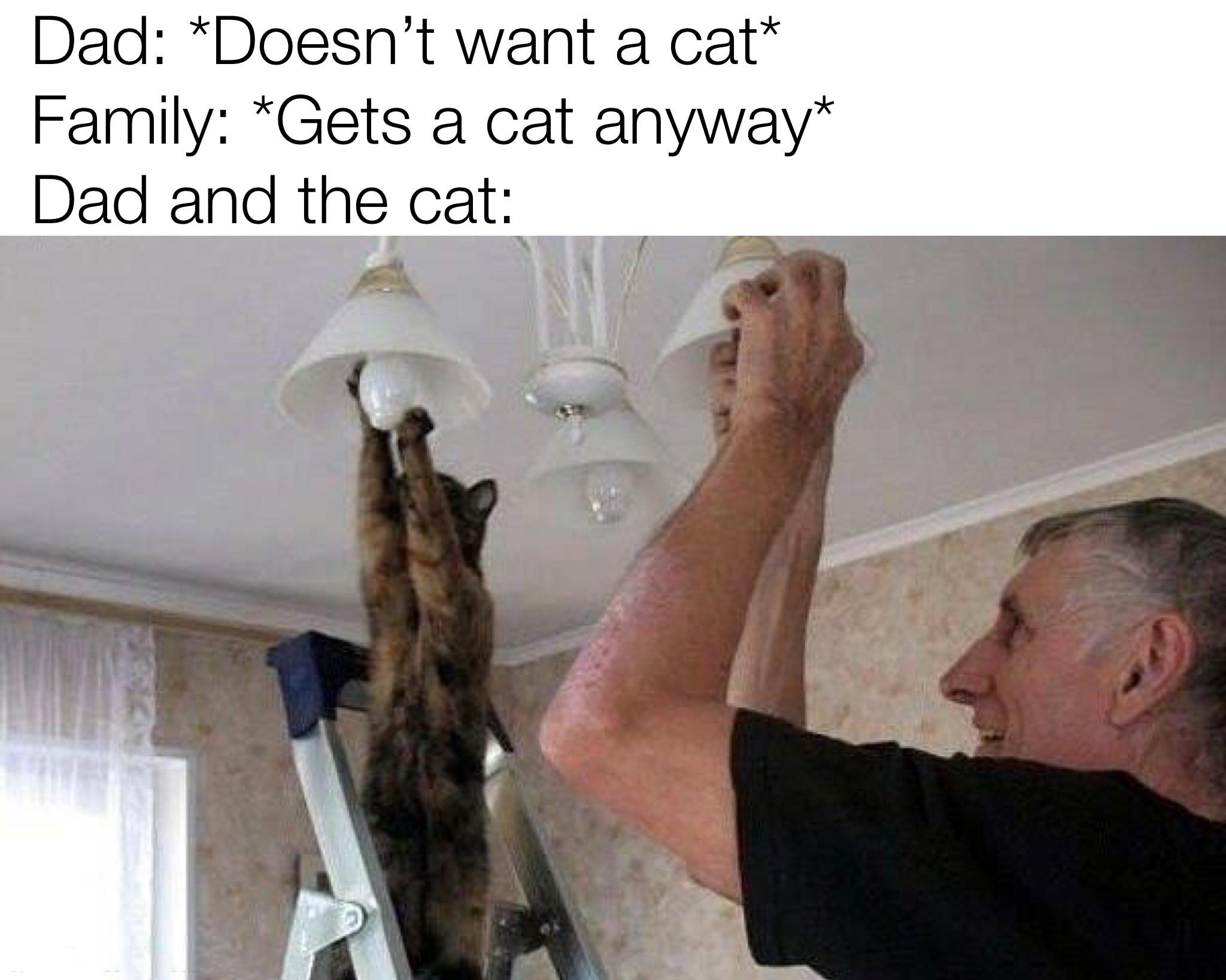 funny memes - cat helping dad - Dad Doesn't want a cat Family Gets a cat anyway Dad and the cat