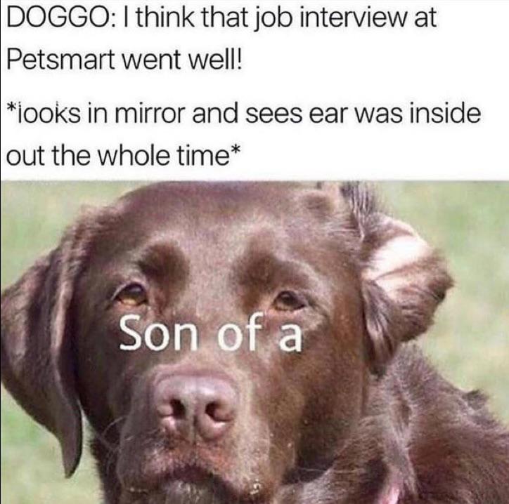 monday morning randomness - dog - Doggo Petsmart went well! I think that job interview at looks in mirror and sees ear was inside out the whole time Son of a