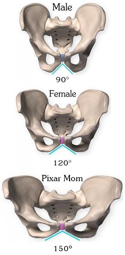 monday morning randomness - male female pelvis - Male 90 Female 120 Pixar Mom 150