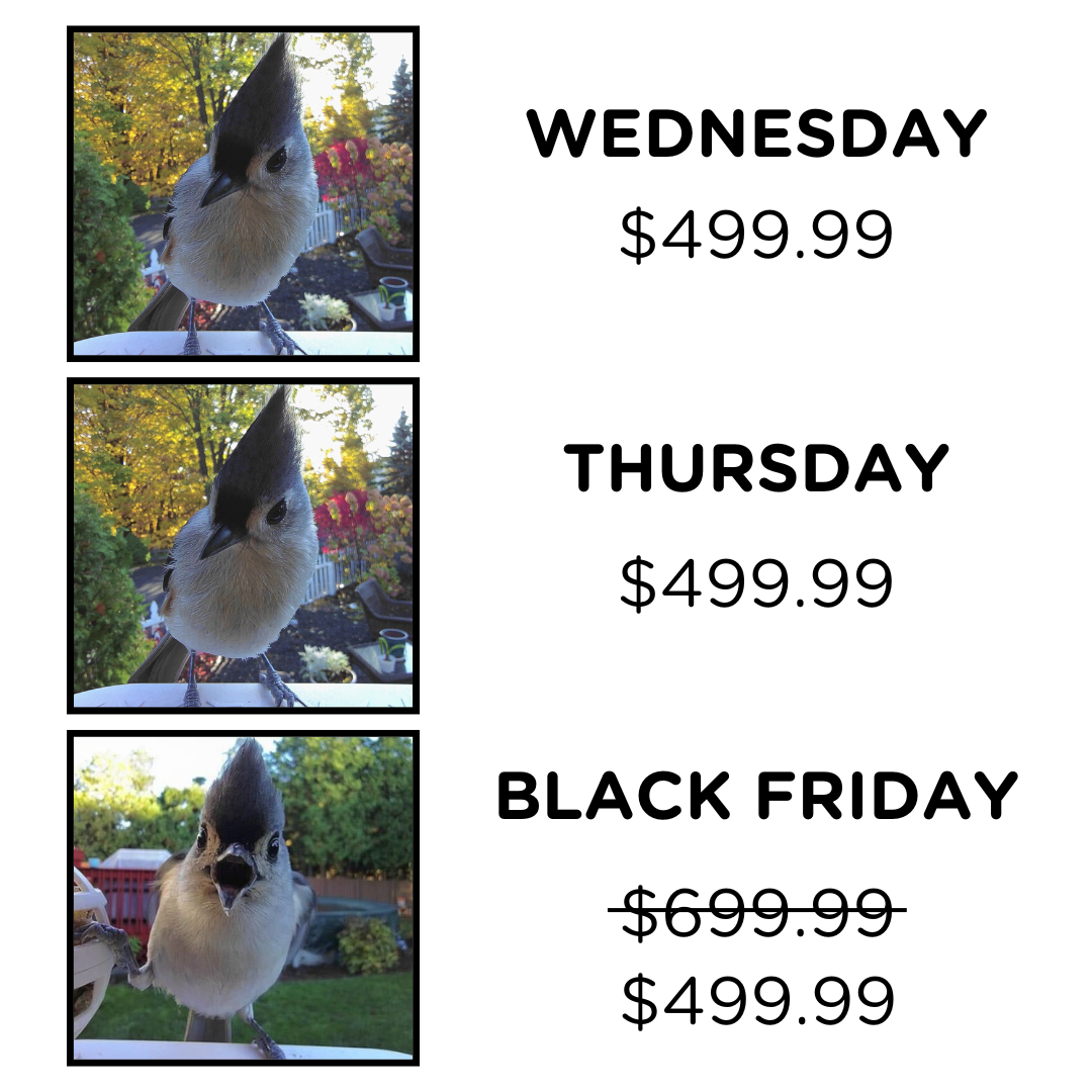 monday morning randomness - bird - Wednesday $499.99 Thursday $499.99 Black Friday $699.99 $499.99