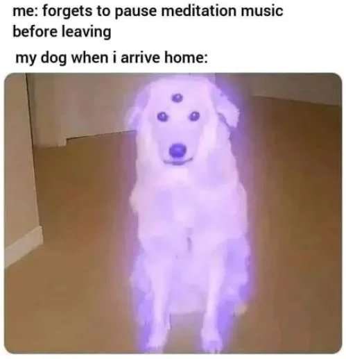 fresh memes - Internet meme - me forgets to pause meditation music before leaving my dog when i arrive home
