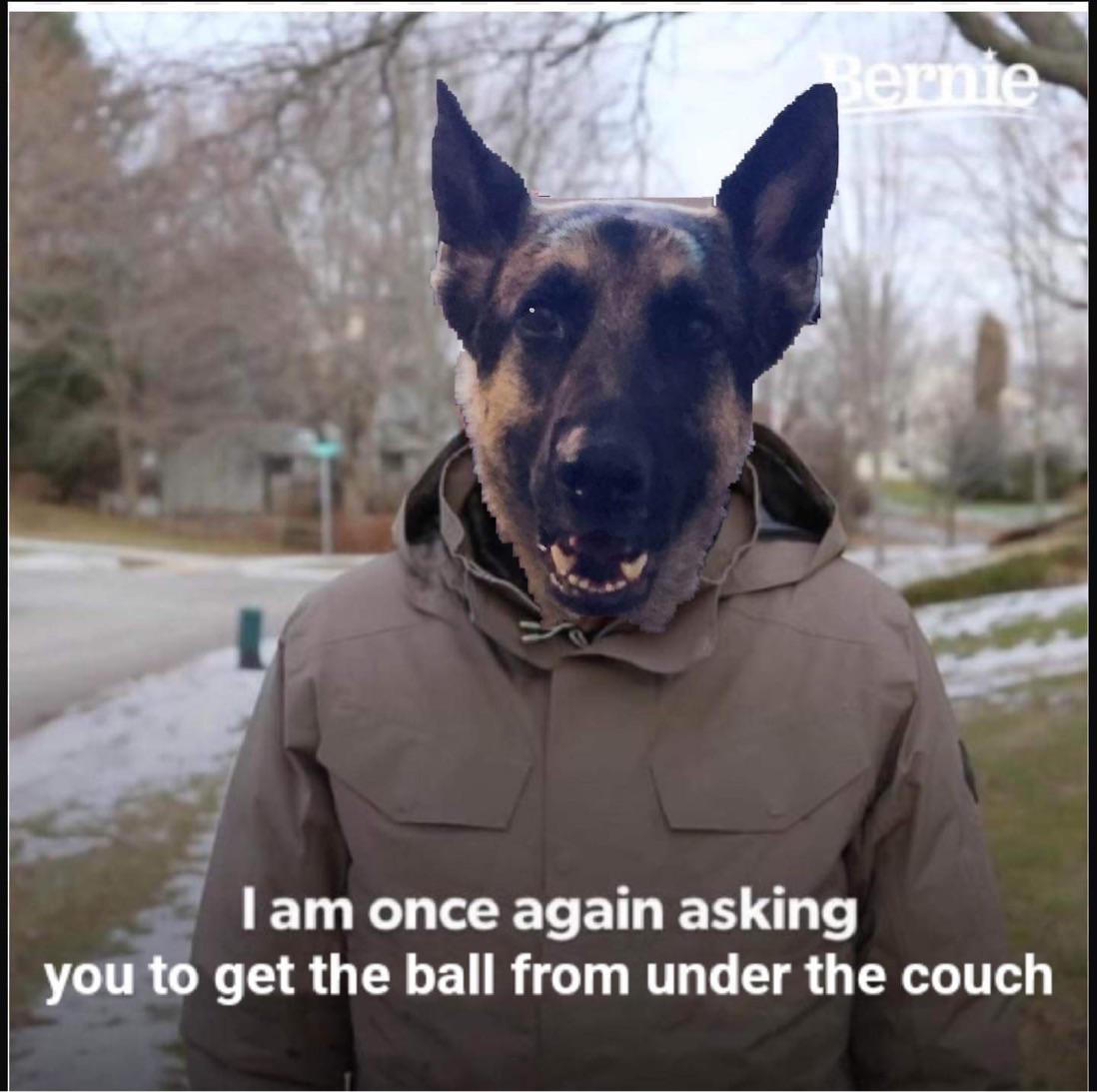 fresh memes - dog - Bernie I am once again asking you to get the ball from under the couch