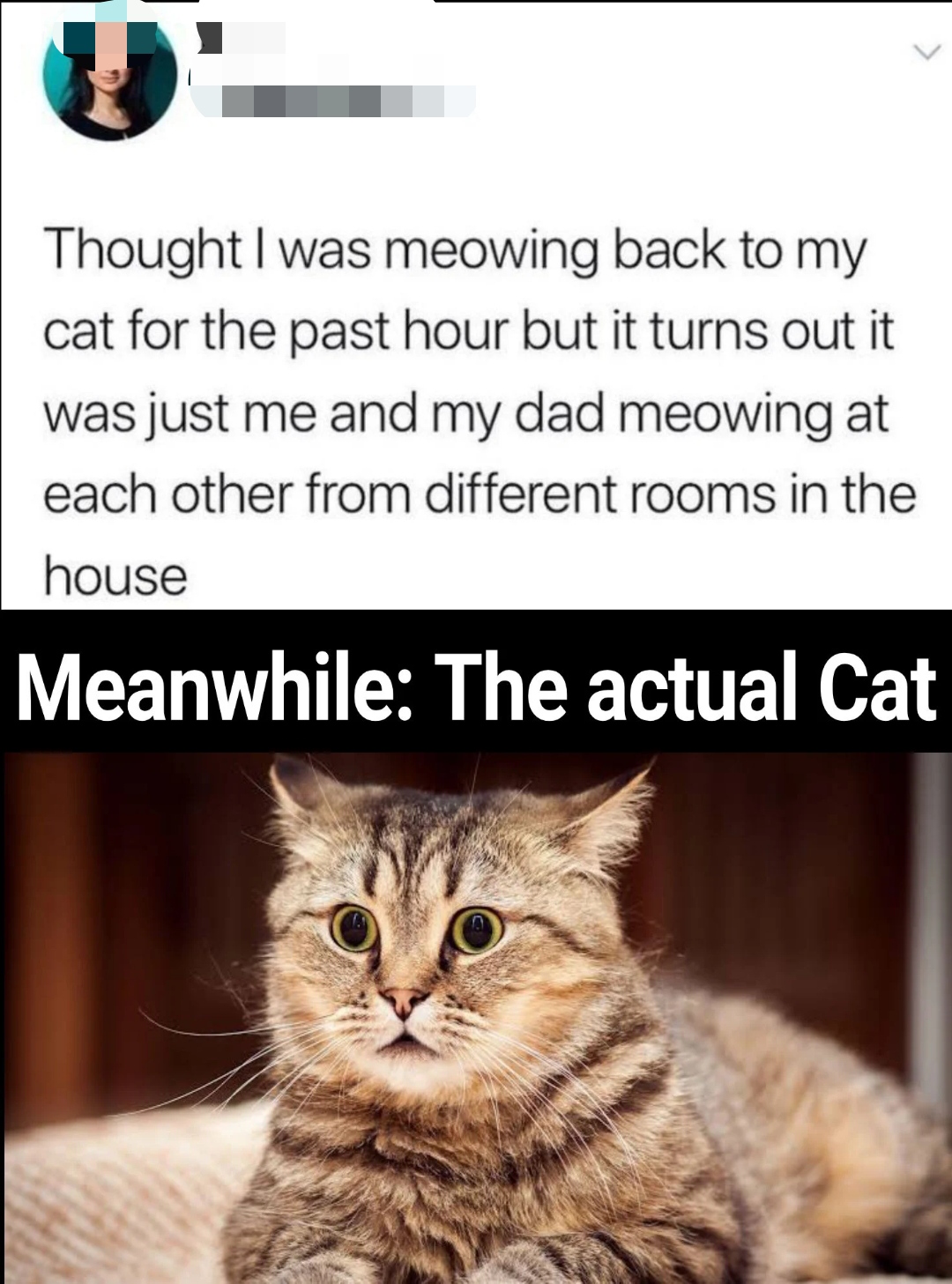 funny dank memes - scared cat - Thought I was meowing back to my cat for the past hour but it turns out it was just me and my dad meowing at each other from different rooms in the house Meanwhile The actual Cat