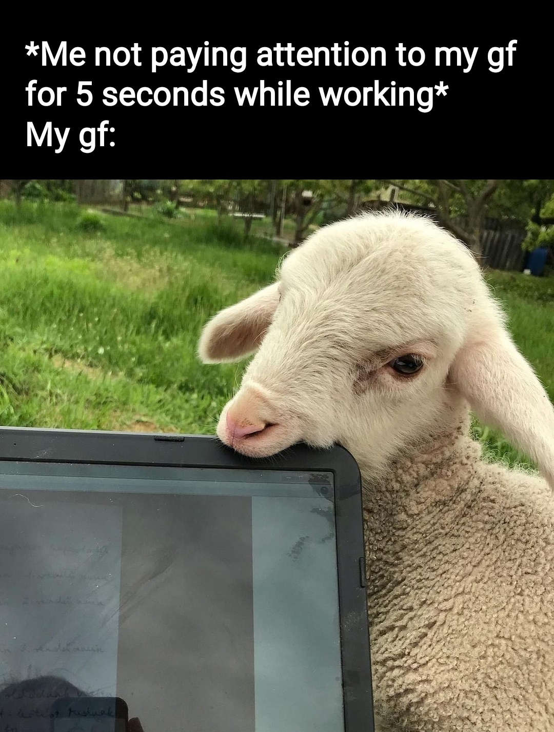 funny dank memes - sheep - Me not paying attention to my gf for 5 seconds while working My gf