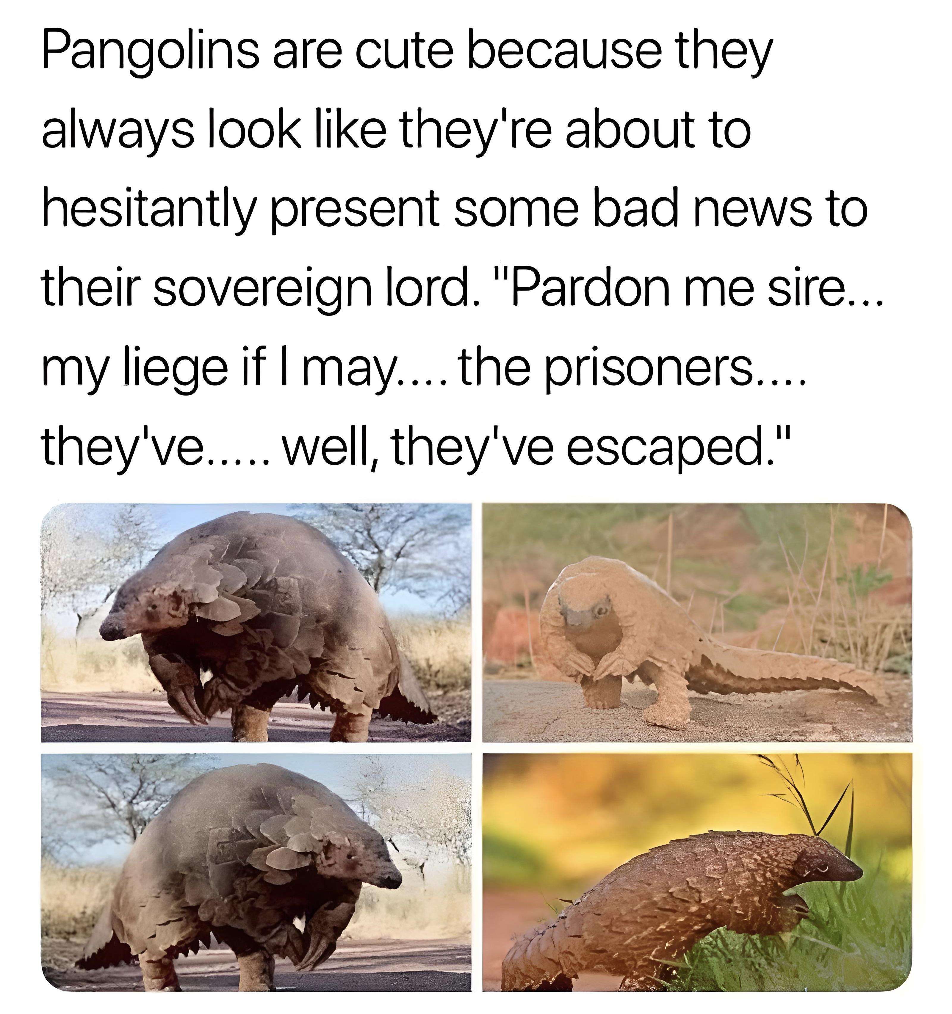 funny dank memes - pangolin my lord - Pangolins are cute because they always look they're about to hesitantly present some bad news to their sovereign lord. "Pardon me sire... my liege if I may.... the prisoners.... they've..... well, they've escaped."