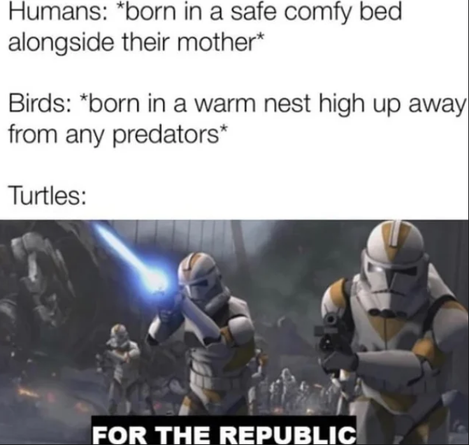 dank memes and pics - turtles for the republic meme - Humans born in a safe comfy bed alongside their mother Birds born in a warm nest high up away from any predators Turtles For The Republic Ch