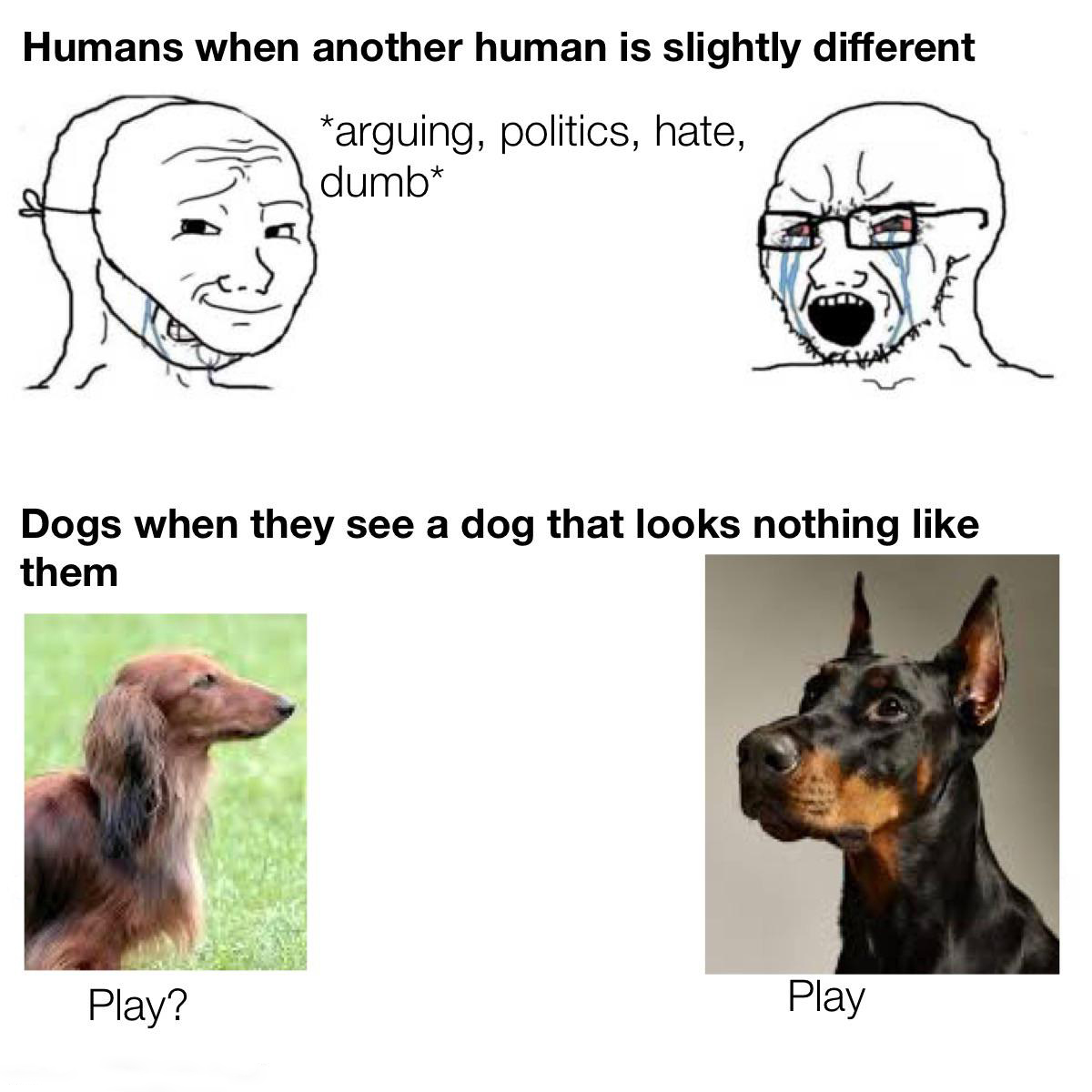 dank memes and pics - dog - Humans when another human is slightly different arguing, politics, hate, dumb Dogs when they see a dog that looks nothing them Play? Play