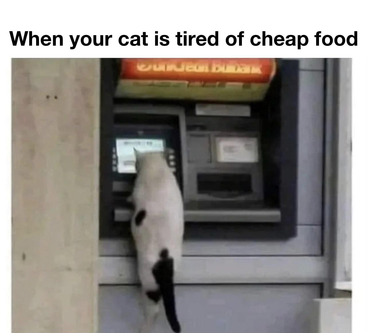 funny memes - photo caption - When your cat is tired of cheap food