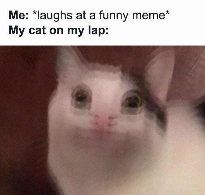 funny memes - funny cat meme - Me laughs at a funny meme My cat on my lap
