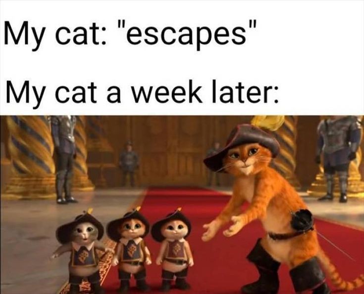 funny memes and pics - my cat escapes my cat a week later - My cat "escapes" My cat a week later