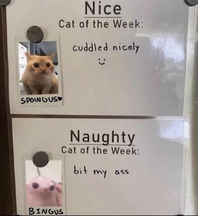 funny memes - cat of the week - Spoingus Nice Cat of the Week cuddled nicely Naughty Cat of the Week bit my ass Bingus