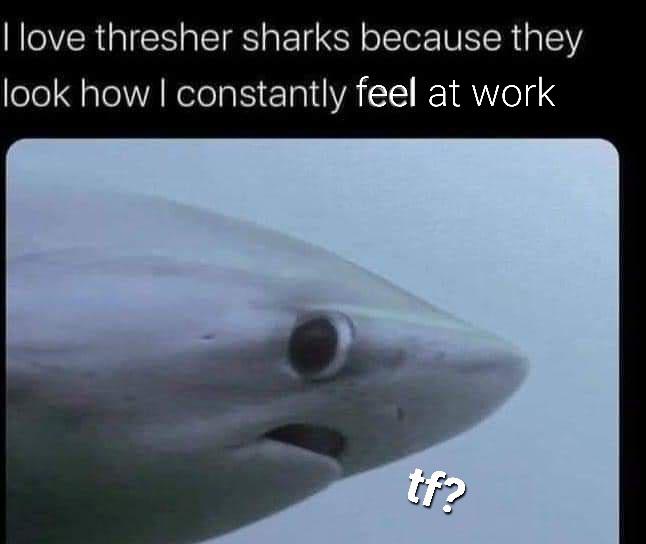 funny memes - fauna - I love thresher sharks because they look how I constantly feel at work tf?