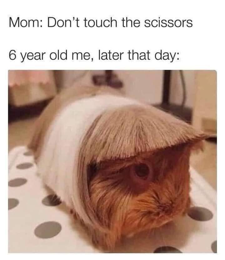 funny memes - hamster haircut meme - Mom Don't touch the scissors 6 year old me, later that day