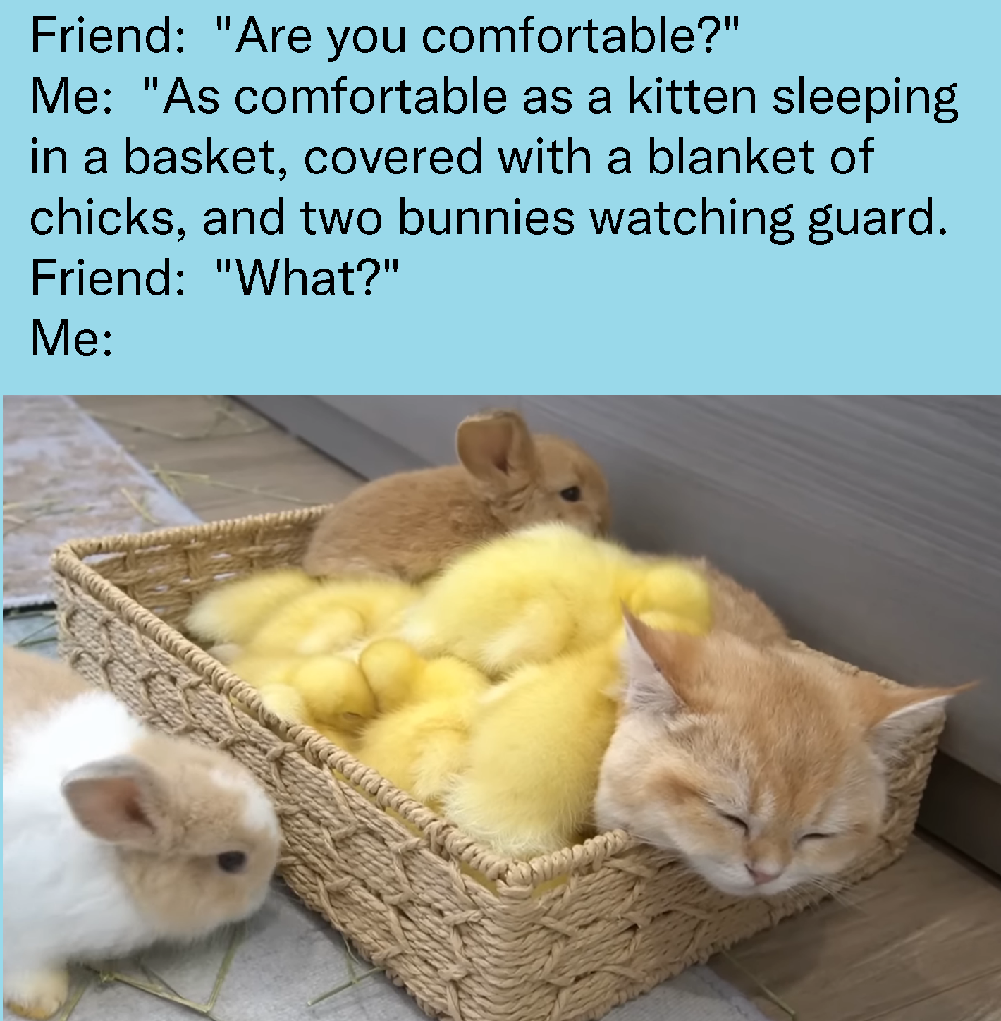 funny memes and pics - photo caption - Friend "Are you comfortable?" Me "As comfortable as a kitten sleeping in a basket, covered with a blanket of chicks, and two bunnies watching guard. Friend "What?" Me
