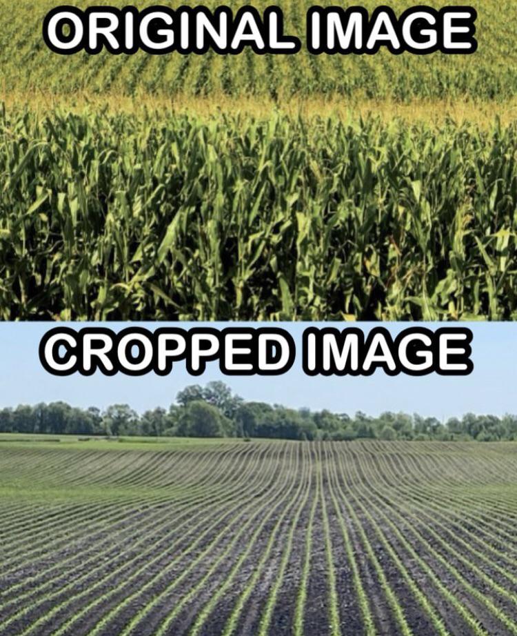 funny memes - corn farms - Original Image Cropped Image