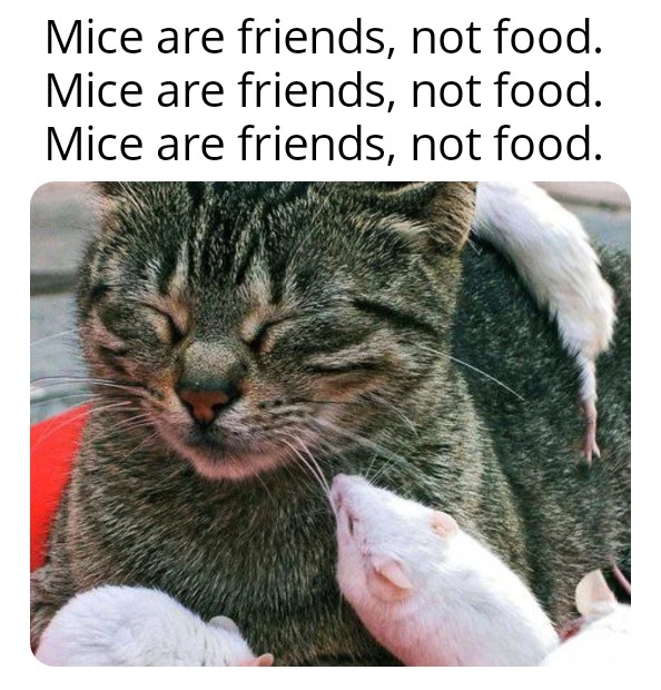 funny memes - fauna - Mice are friends, Mice are friends, Mice are friends, not food. not food. not food.