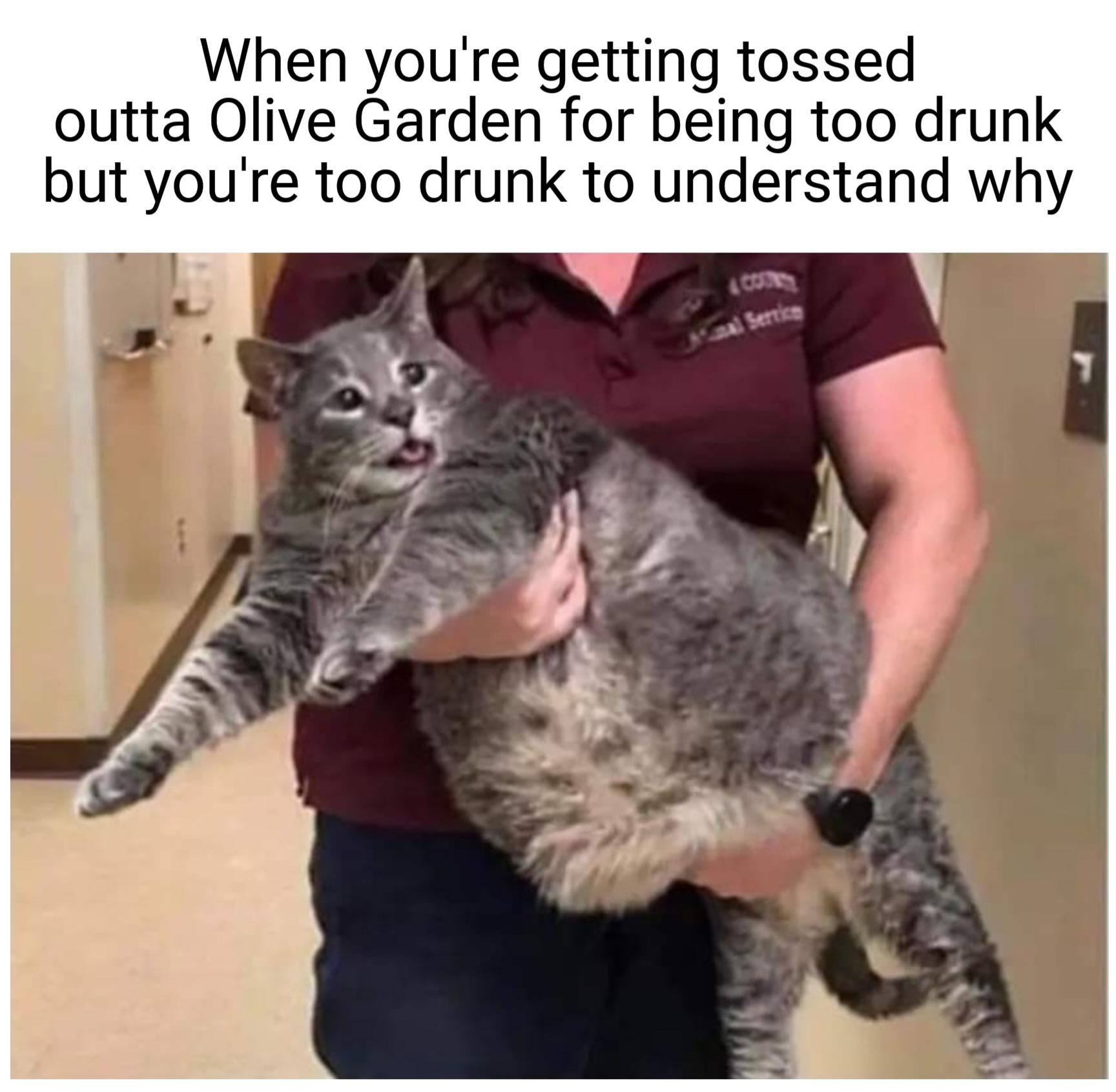funny memes - mr handsome cat - When you're getting tossed outta Olive Garden for being too drunk but you're too drunk to understand why Mal Service