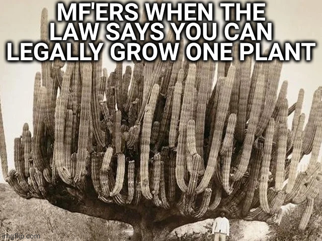 dank memes - largest cactus in the world - Mf'Ers When The Law Says You Can Legally Grow One Plant 00 imgflip.com