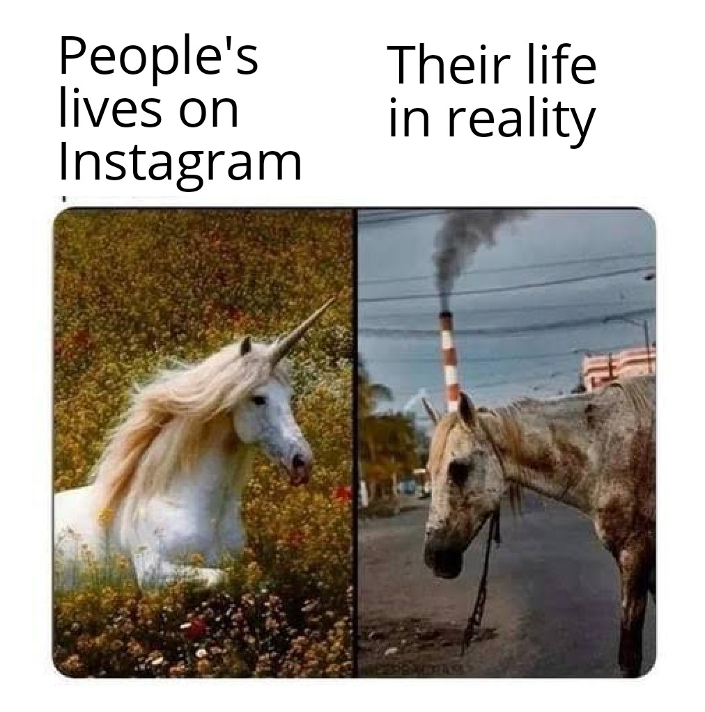 dank memes - fauna - People's lives on Instagram Their life in reality