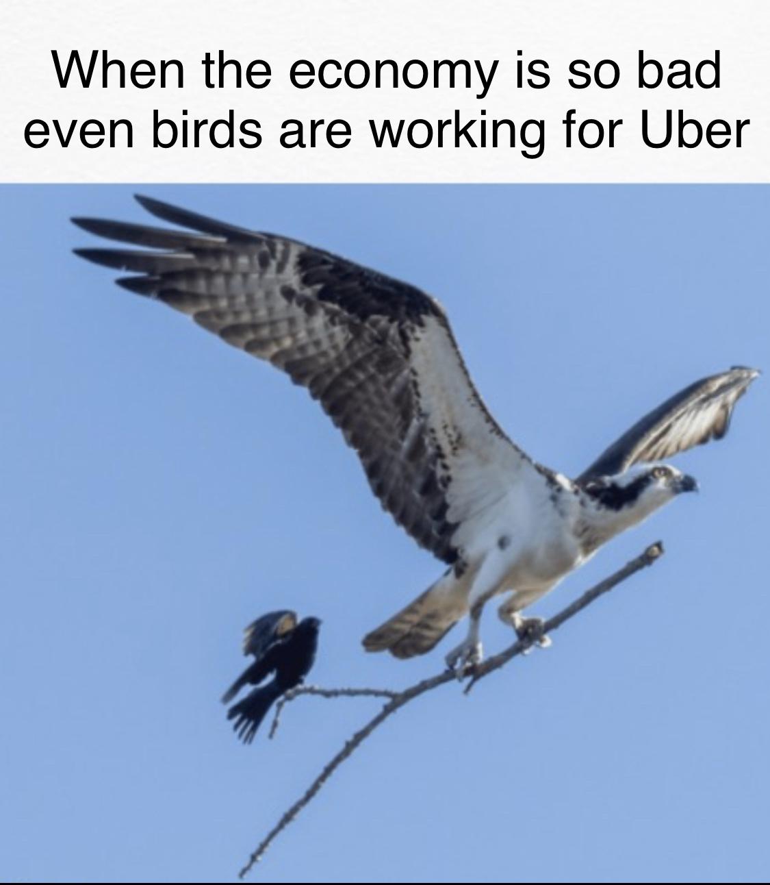 funny memes and pics - jocelyn anderson photography - When the economy is so bad even birds are working for Uber