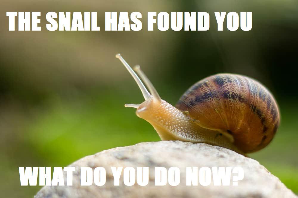 funny memes and pics - small snail - The Snail Has Found You 12 What Do You Do Now?