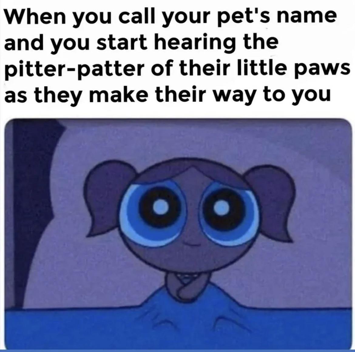 funny memes and pics - cartoon - When you call your pet's name and you start hearing the pitterpatter of their little paws as they make their way to you fool