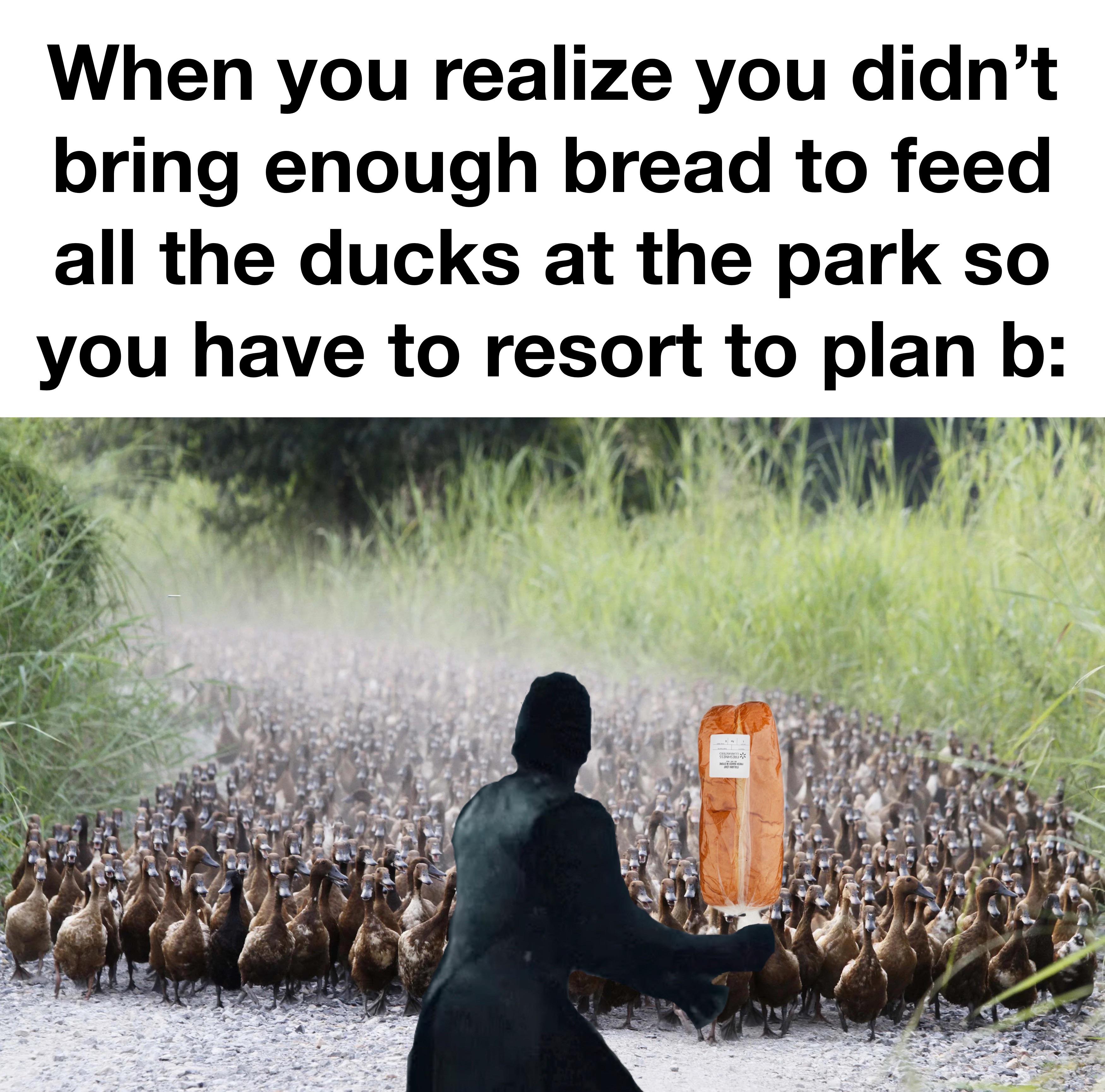 funny memes and pics - fauna - When you realize you didn't bring enough bread to feed all the ducks at the park so you have to resort to plan b