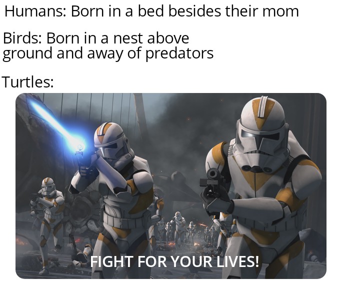 dank memes - clone wars scene - Humans Born in a bed besides their mom Birds Born in a nest above ground and away of predators Turtles Fight For Your Lives!