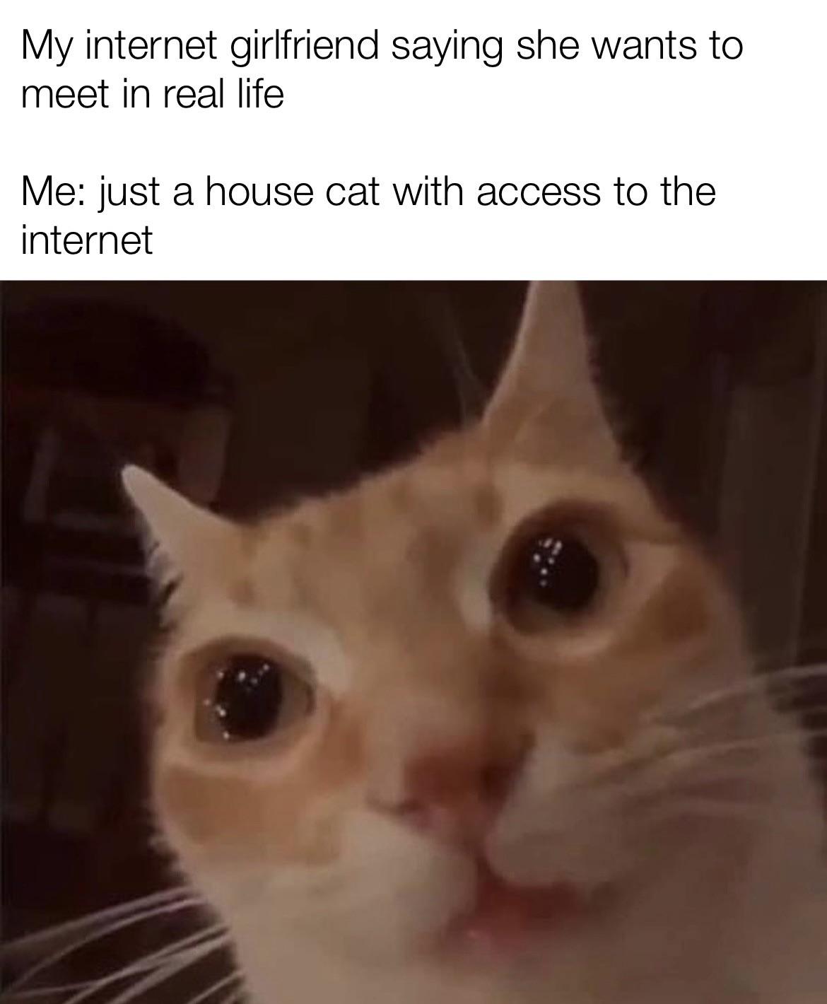 dank memes - photo caption - My internet girlfriend saying she wants to meet in real life Me just a house cat with access to the internet