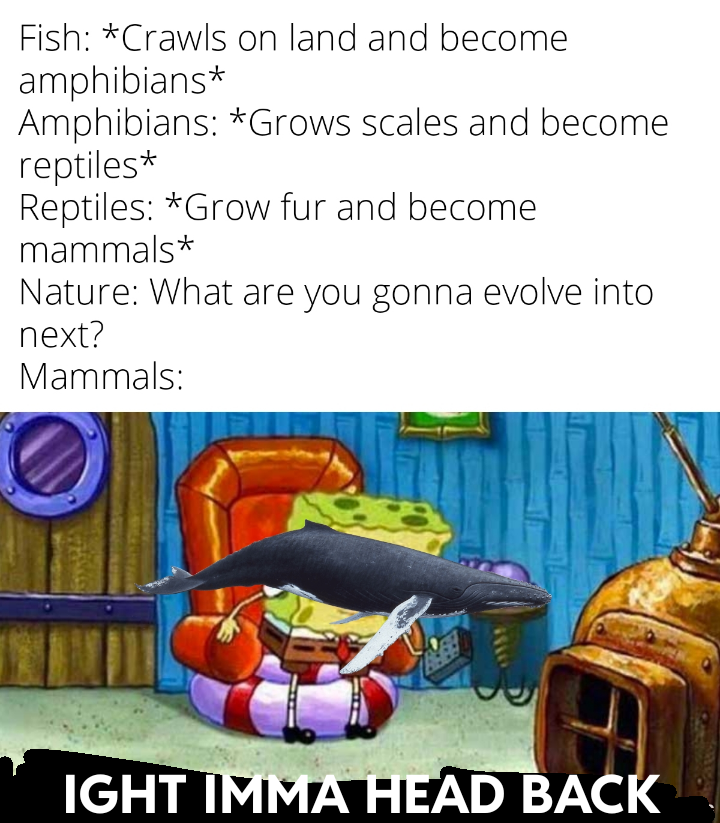 funny memes and pics - cartoon - Fish Crawls on land and become amphibians Amphibians Grows scales and become reptiles Reptiles Grow fur and become mammals Nature What are you gonna evolve into next? Mammals Ight Imma Head Back