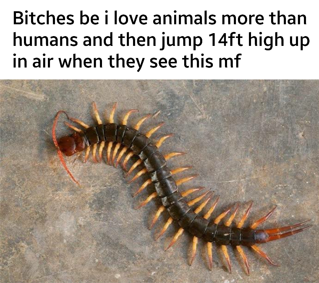 funny memes - centipede legs - Bitches be i love animals more than humans and then jump 14ft high up in air when they see this mf