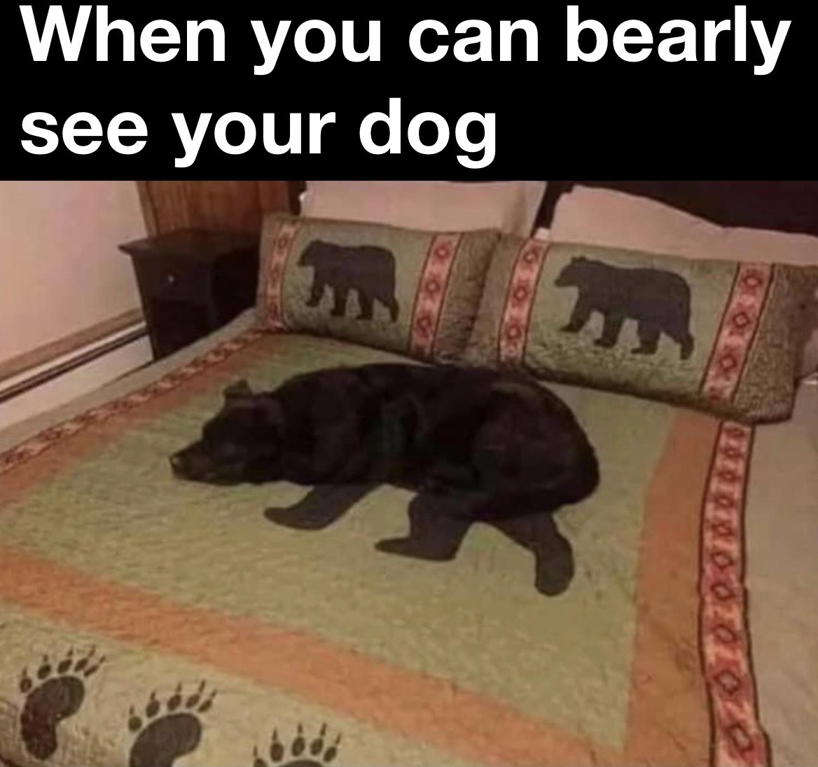 funny memes - dog - When you can bearly see your dog