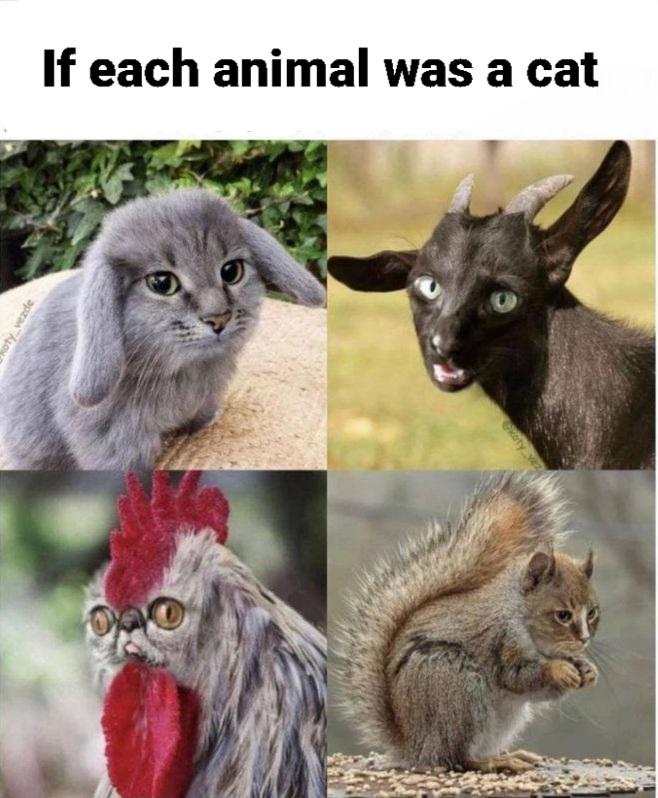 Funny meme - otyvezde If each animal was a cat katy