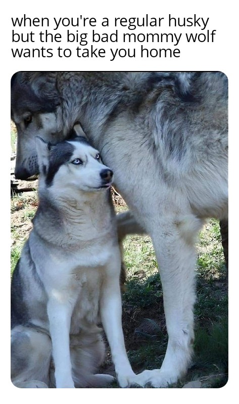 dank memes - husky next to wolf - when you're a regular husky but the big bad mommy wolf wants to take you home