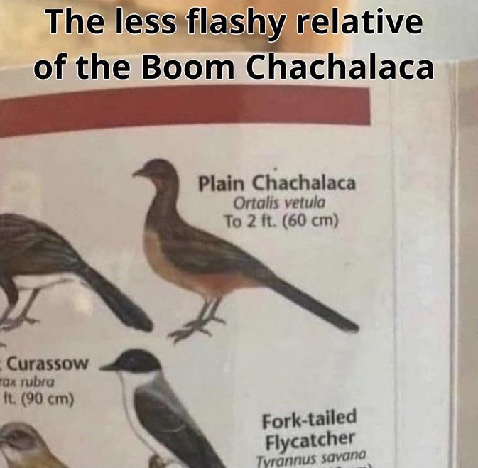 dank memes - boom shakalaka meme - The less flashy relative of the Boom Chachalaca Curassow rax rubra ft. 90 cm Plain Chachalaca Ortalis vetula To 2 ft. 60 cm Forktailed Flycatcher Tyrannus savana