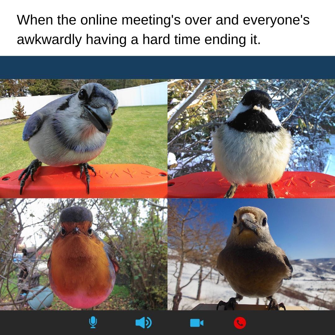 dank memes - bird - When the online meeting's over and everyone's awkwardly having a hard time ending it.