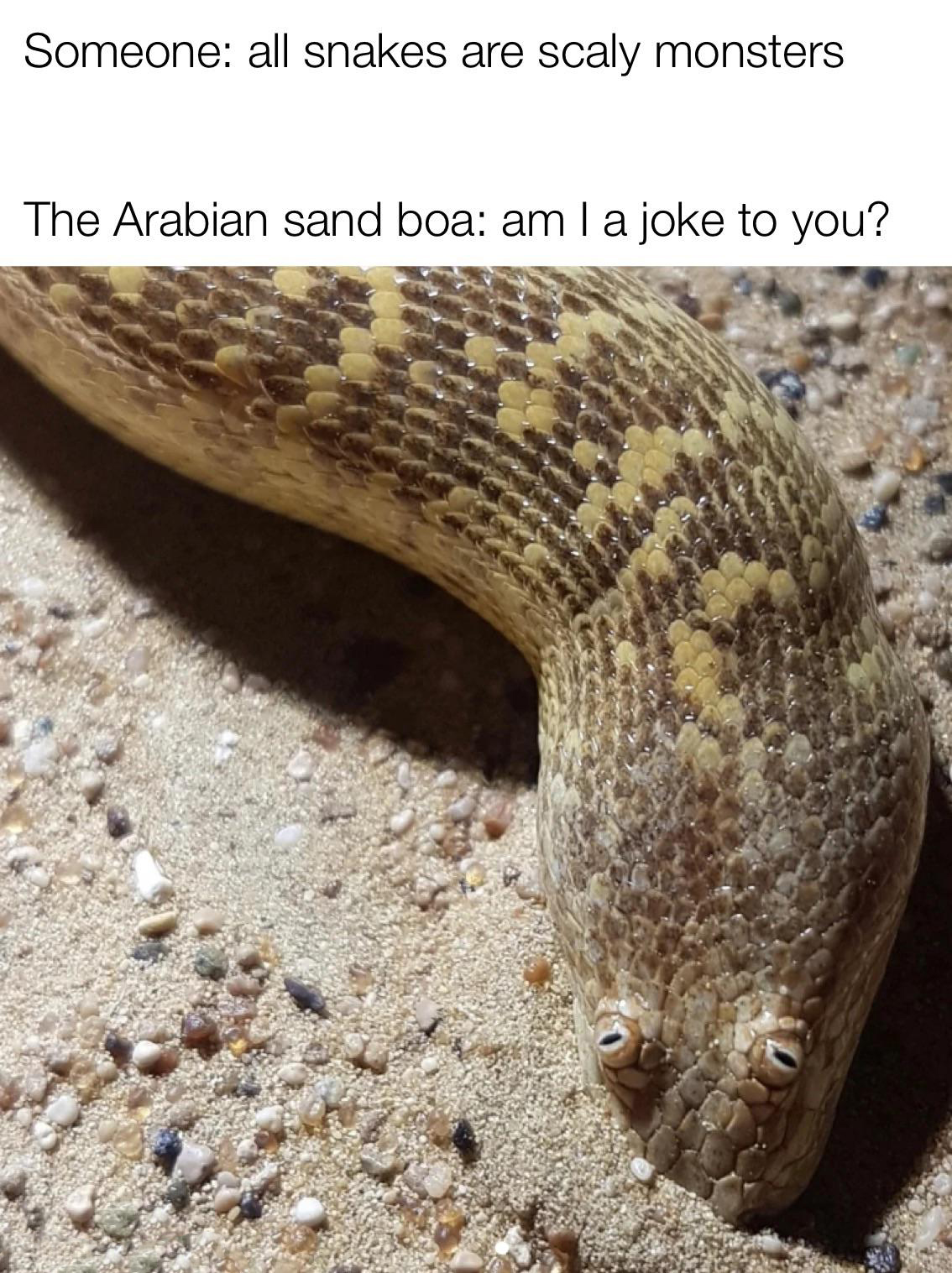 funny memes and pcis - fauna - Someone all snakes are scaly monsters The Arabian sand boa am I a joke to you?