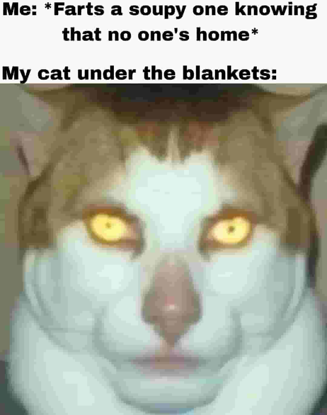 dank memes -  cat - Me Farts a soupy one knowing that no one's home My cat under the blankets